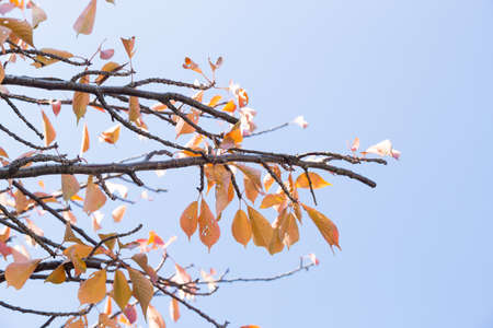 Spring change color At the end of the year, the Japanese trees will change color.の写真素材
