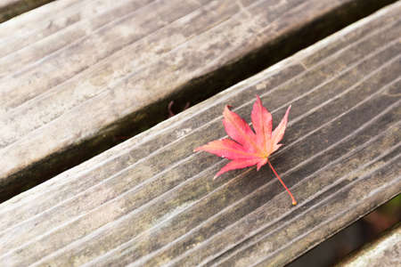 Autumn leaf changes color into the winter leaf, begin to discolor and fall.の写真素材