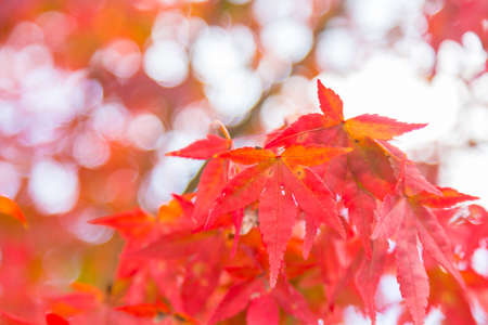 Spring change color At the end of the year, the Japanese trees will change color.