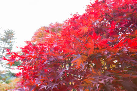 Spring change color At the end of the year, the Japanese trees will change color.