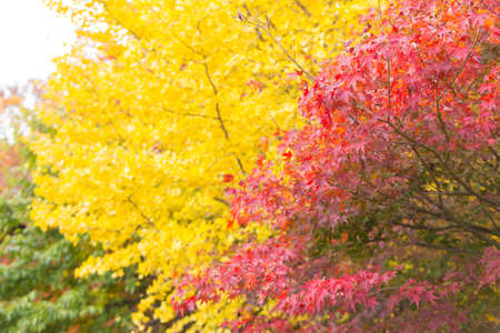 Spring change color At the end of the year, the Japanese trees will change color.