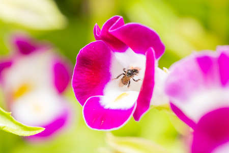 Bee looking for sweet The flowers in full bloom.の写真素材
