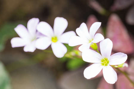 macro white flower in garden. smile flower in plant.
