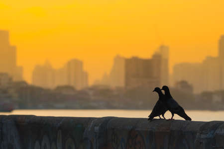 Two birds on wall. in morning day at Bangkok city.の写真素材