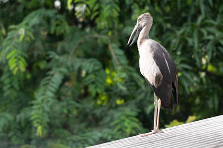 Big bird on top roof. Big bird with long mouth and long legsの写真素材