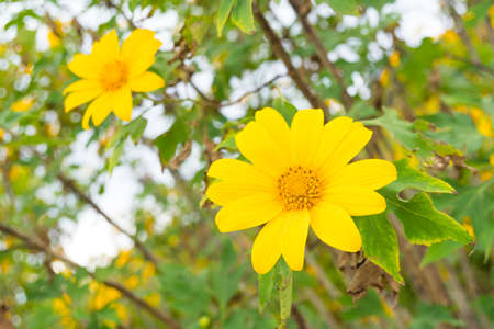 Yellow flower field.On the hills in the northern part of Thailand is cold.
