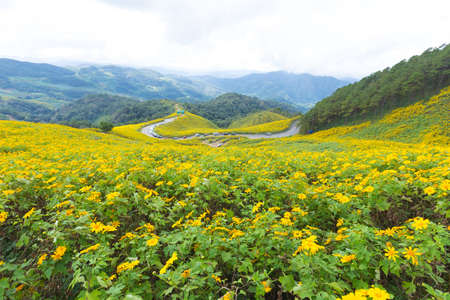 Yellow flower field.On the hills in the northern part of Thailand is cold.の写真素材