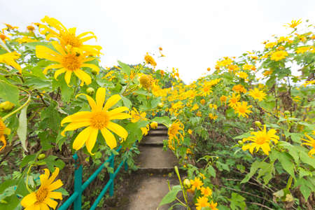 Pedestrian ladder is near flower field. Yellow flower field on mountain and winter season.