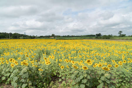 Sunflower field in summer season and clear sky and cloud.の写真素材