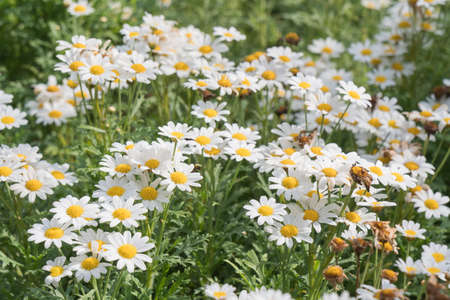 White daisy flower bloom in summer season in garden.の写真素材
