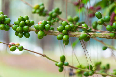 Fresh seeds from coffee trees Grown on the farm farmland of northern Thailand.の写真素材