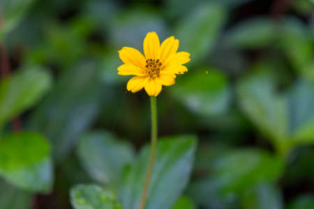 Yellow daisy flower in garden. Season summer and fresh time.の写真素材