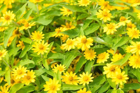 Yellow daisy flower in garden. Season summer and fresh time.の写真素材
