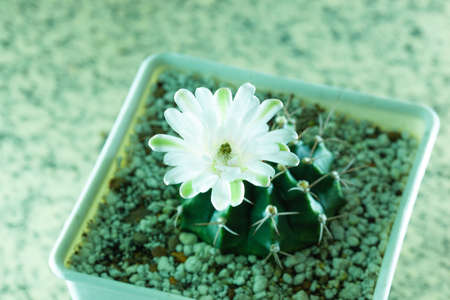 Full bloom cactus flower. in white pot garden of home.の写真素材