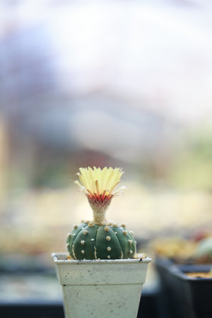 Cactus with yellow flower in pot, showcasing vibrant colors and beauty.