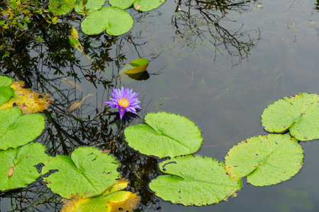 A serene water lily blooms amidst green lily pads in tranquil pondの写真素材