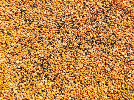 Mix dal beans Lentil,gram,pea background, Closeup , Selective focus.の写真素材