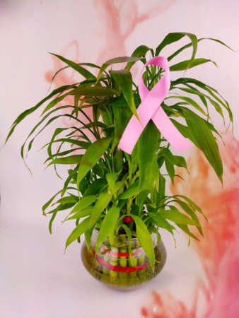 Breast cancer awareness symbol pink ribbon on lucky bamboo plantの写真素材