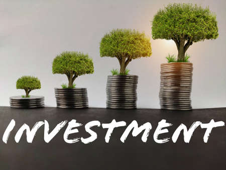Stacking coins increasing trend and money tree growing with morning sunlight , Saving money and loan for business investment conceptの写真素材