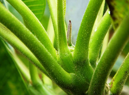 Green Leaf Bottom with Small Leaf