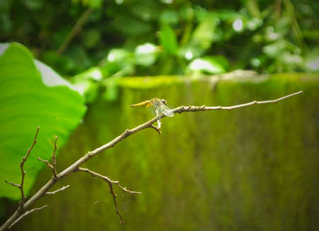 Dragon yellow Fly Standing on a stickの写真素材