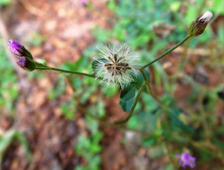 White Flower Bloomedの写真素材