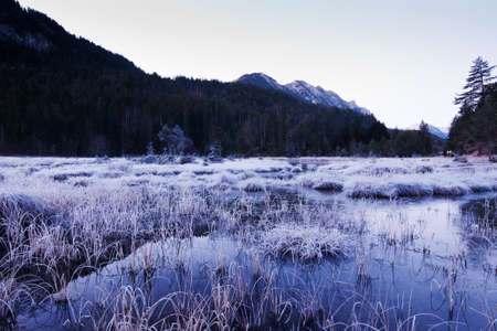 frozen grass in a swamp at a cold winter dayの写真素材