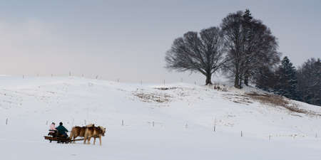 carriage drwan by two horses at a idyllic winter day with trees in the backの写真素材