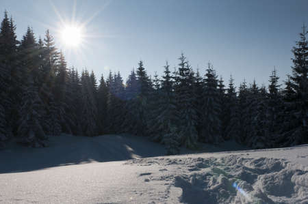 fresh snowy landscape in the alps of austria with mountains, trees and tracks in the snowの写真素材