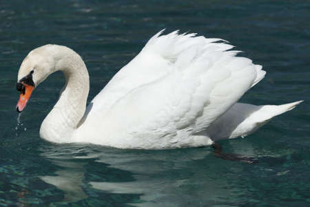 huge white swan swimming in lake at wonderful summer dayの写真素材