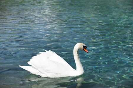 huge white swan swimming in lake at wonderful summer dayの写真素材