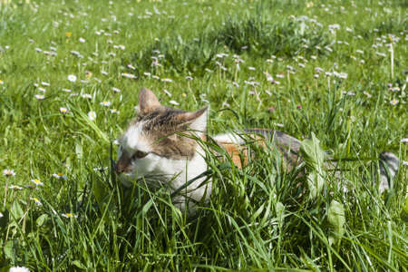 young cat hides between high fresh green grass and lot of spirng flowersの写真素材