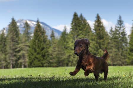 young sausage dog jumps in fresh green meadow with mountains in the backの写真素材