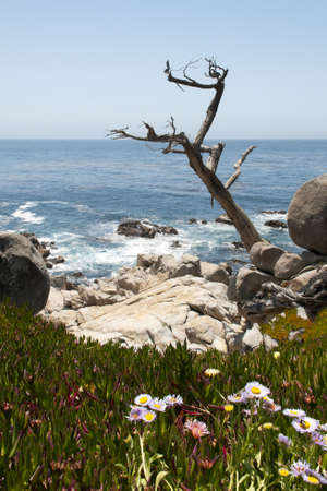 arid tree looms out to the ocean with spring flowers in the frontの写真素材