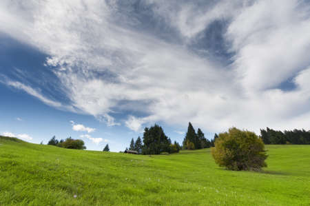 single bush at mountain meadow with fresh green grass and blue cloudy skyの写真素材