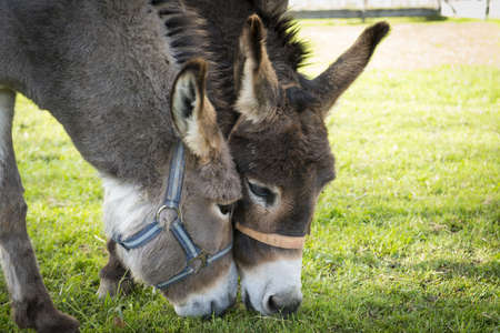 two donkeys eating grass with heads touching each otherの写真素材