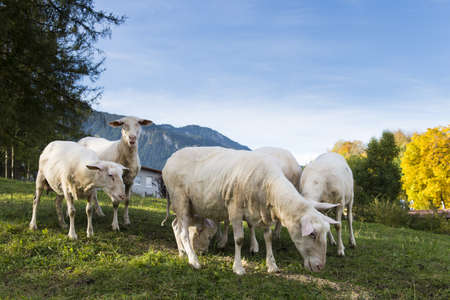 sheared sheep grazing  on hill with colored trees at fallの写真素材