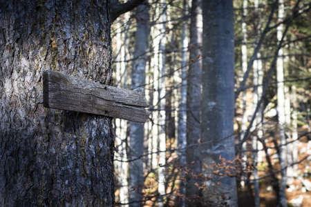 old wooden direction sign guides the way threw the forest in fallの写真素材
