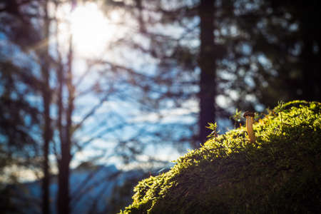 single mushroom on green mossy stone in forest at fallの写真素材