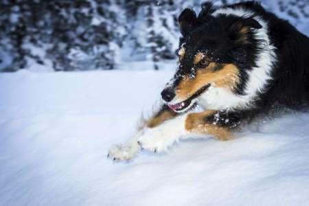 running border collie dog jumps over snow humpの写真素材