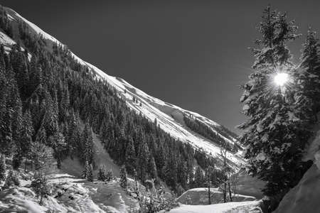 winter landscape with sun shining through tree in black and whiteの写真素材