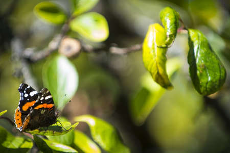 admiral butterfy sits on green leaf of treeの写真素材
