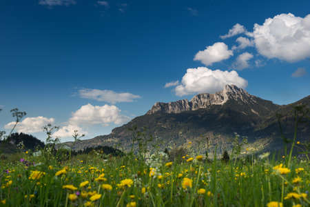 yellow flowers in front of huge mountain in tyrolの写真素材