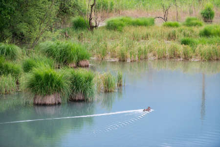duck swimming across lake with green grass bushesの写真素材