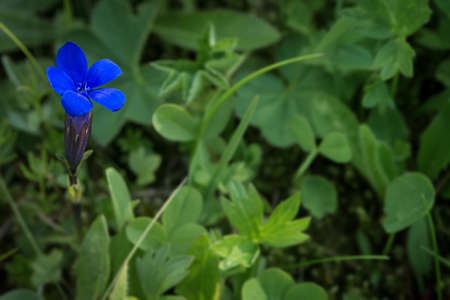 blue gentian flower next green plantsの写真素材