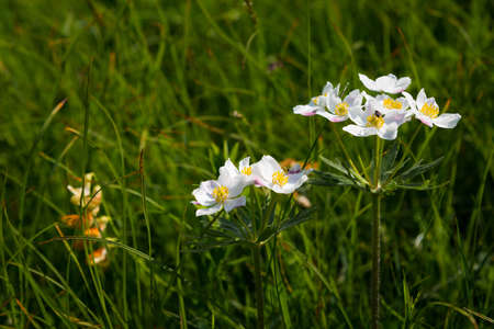 white alp flowers with green backgroundの写真素材