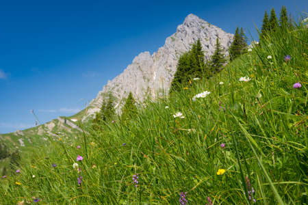 steep mountain meadow with mountain peakの写真素材