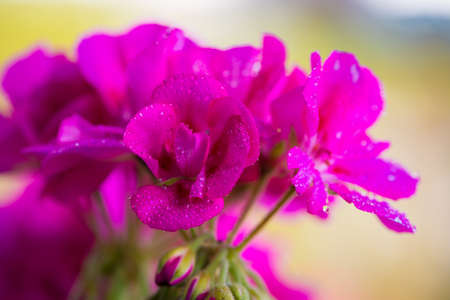 pink bloosom of a balcony cranesbill geranium with water dropsの写真素材