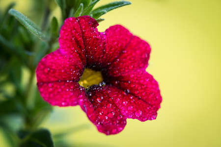 red petunia flower of the nightshade family with water dropsの写真素材