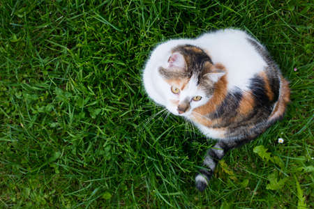 top view of house calico cat sitting in fresh green grassの写真素材